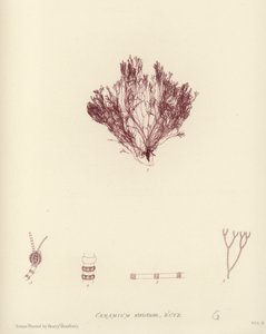 British Sea-Weed by English School