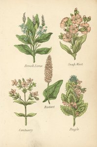 Brooklime, Soapwort, Bistort, Centaury, Bugle by English School