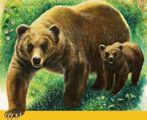 Brown Bear and Cub
