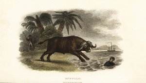 Buffaloes chasing boys into the sea on the island of Pulo Condore (Con Son, Vietnam)