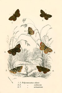 Butterflies by English School