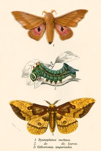 Butterflies by English School