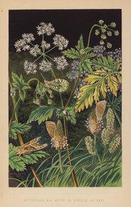 Butterflies and Moths in Disguise, at Rest by English School
