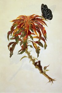 Butterfly & caterpillars on a large flowering plant