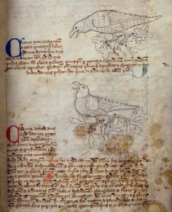 Raven and Crow, from Bestiary by English School