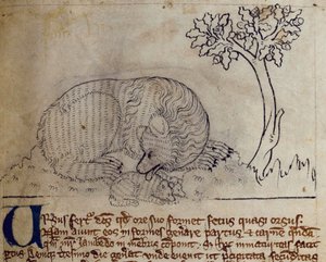 Bear, from Bestiary by English School