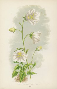 Campanula Carpatica B Alba
