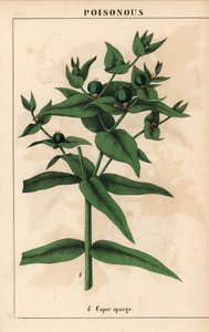 Caper spurge with green seeds, Euphorbia lathyris, from 