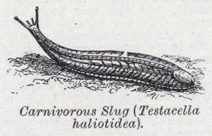 Carnivorous slug, Testacella haliotidea by English School