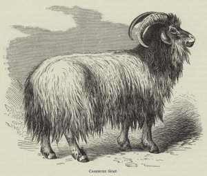 Cashmere Goat