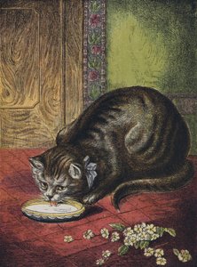 Cat Drinking Milk by English School