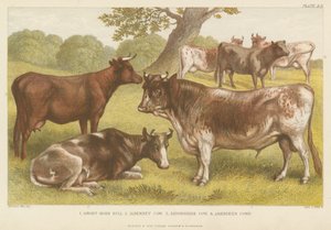 Cattle by English School