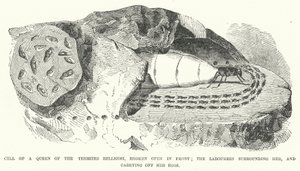Cell of a Queen of the Termites Bellicosi, broken open in front; the Labourers surrounding her, and carrying off her Eggs by English School