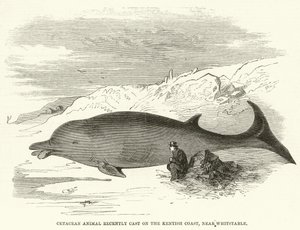 Cetacean Animal recently Cast on the Kentish Coast, near Whitstable by English School