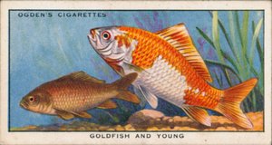 Changing Colours in Young and Adult Fishes, Goldfish and Young