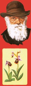 Charles Darwin by English School