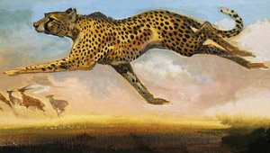 Cheetah