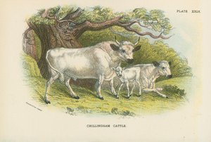Chillingham Cattle by English School