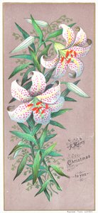 Christmas Lilies by English School