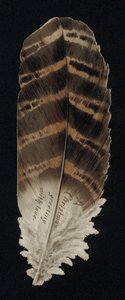 Christmas Card in the Shape of a Feather, Greetings Card by English School