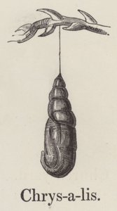 Chrysalis