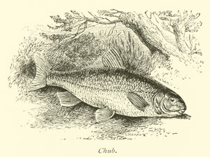 Chub by English School