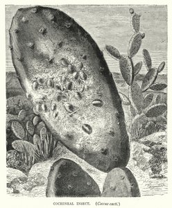 Cochineal Insect, Coccus Cacti (Engraving) by English School