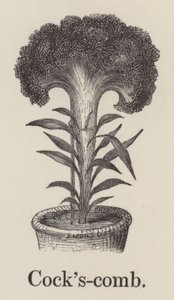 Cock
