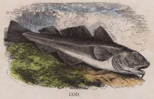 Cod by English School