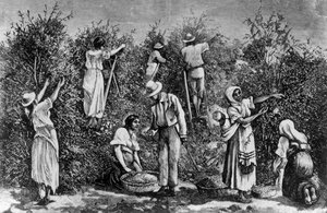 Coffee Harvest