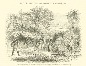 Coffee Plantation in Brazil by English School