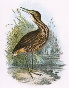 Common Bittern by English School