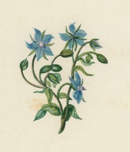 Common Borage, Borago Officinalis by English School