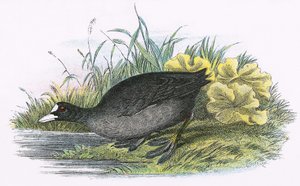 Common Coot