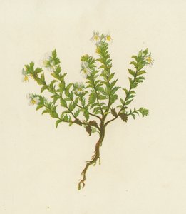 Common Eyebright, Euphrasia Officinalis by English School