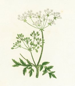 Common Hemlock, Conium Maculatum by English School