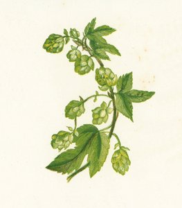 Common Hop, Humulus Lupulus by English School