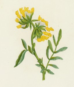 Common Kidney Vetch, Anthyllis Vulneraria by English School