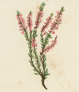 Common Ling, or Heath, Calluna Vulgaris by English School