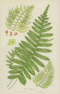 Common Polypody by English School