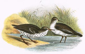 Common Sandpiper and Spotted Sandpiper
