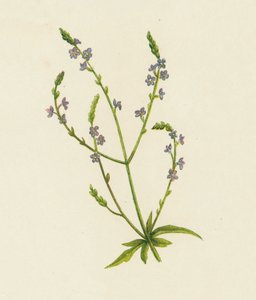 Common Vervain, Verbena Officinalis by English School