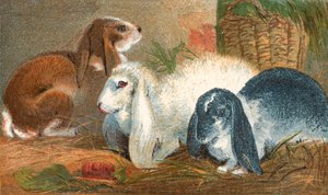 Common brown rabbit, white angora rabbit, and black and white log-eared rabbit by English School