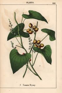 Common Bryony with Golden Berries, from 
