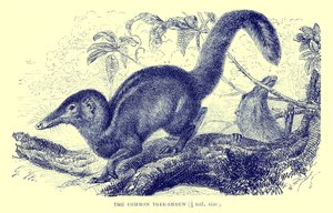 Common Tree-Shrew, Illustration from 