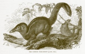 Common tree-shrew, illustration from The Royal Natural History by English School
