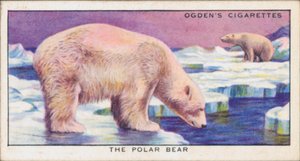 Concealing Colours for Protection, Animals, The Polar Bear by English School