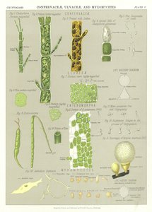 Confervaceae, Ulvaceae, and Myxomycetes by English School