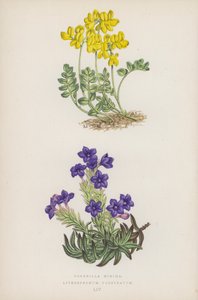 Coronilla Minima; Lithospermum Prostratum by English School