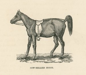 Cow-Bellied Horse by English School